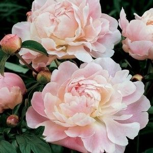 Meet your Posher, Roberta